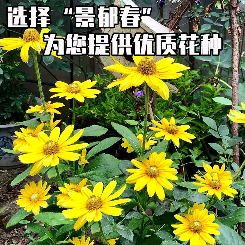 金光菊种子黄金菊种子黑心种籽花海道路美化小区庭院阳台四季种植-图3