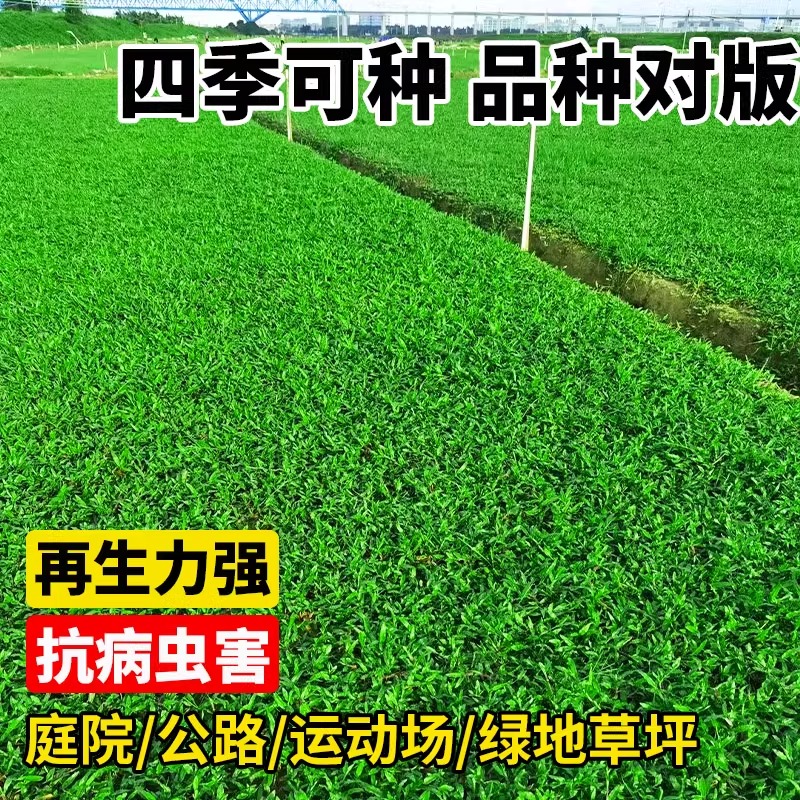 四季草坪种子地毯草种子大叶油草种子大叶油草草籽抗旱固土护坡 - 图0