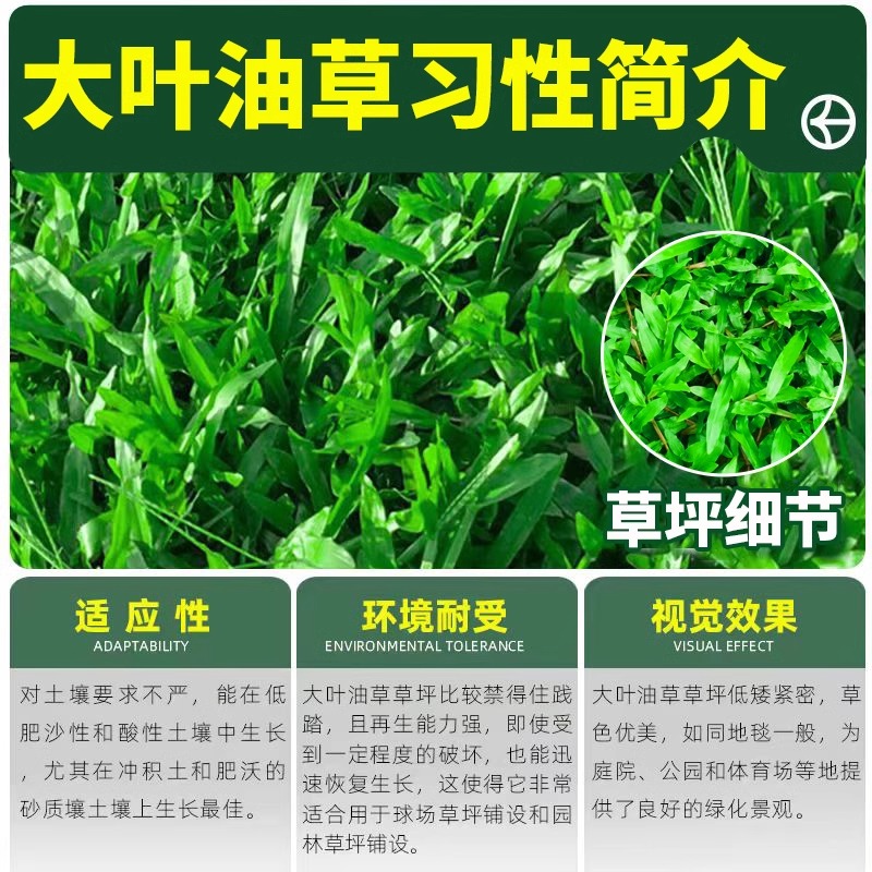 四季草坪种子地毯草种子大叶油草种子大叶油草草籽抗旱固土护坡 - 图2