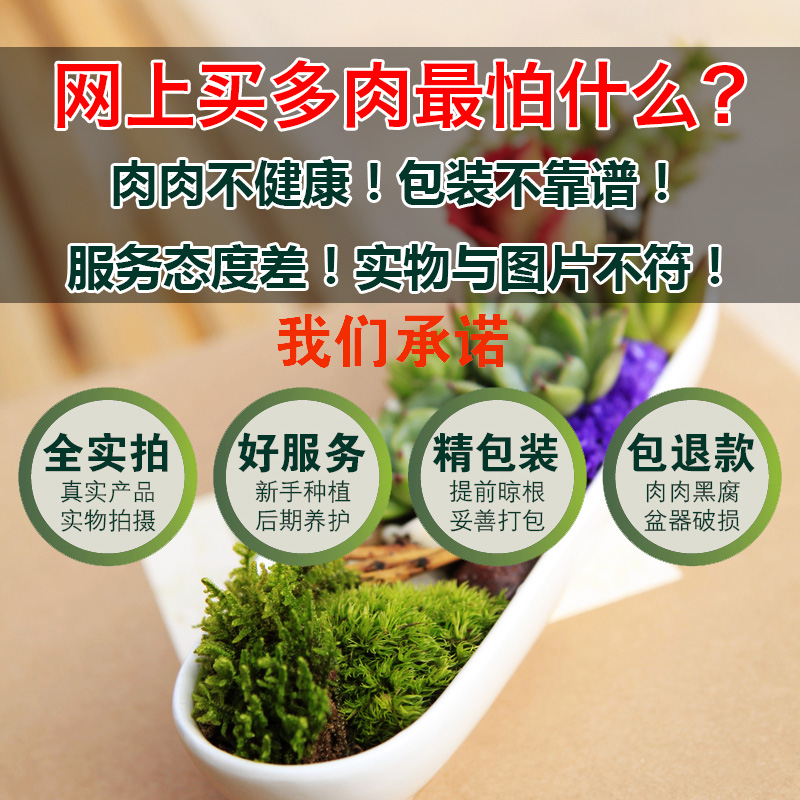 珍珠吊兰佛珠吊兰盆栽多肉植物花卉多肉花苗防辐射-图1