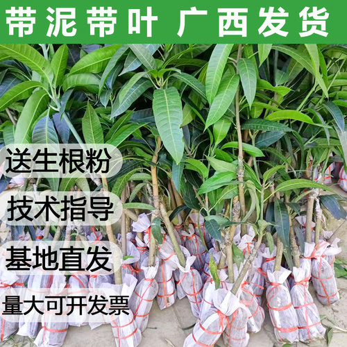 芒果树苖嫁接特大桂七芒金煌芒果苗树矮化盆地栽南方种植水果树苗 - 图0