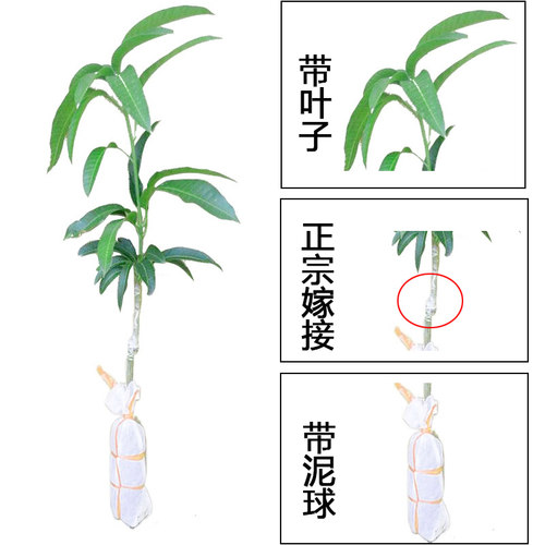 芒果树苖嫁接特大桂七芒金煌芒果苗树矮化盆地栽南方种植水果树苗 - 图1