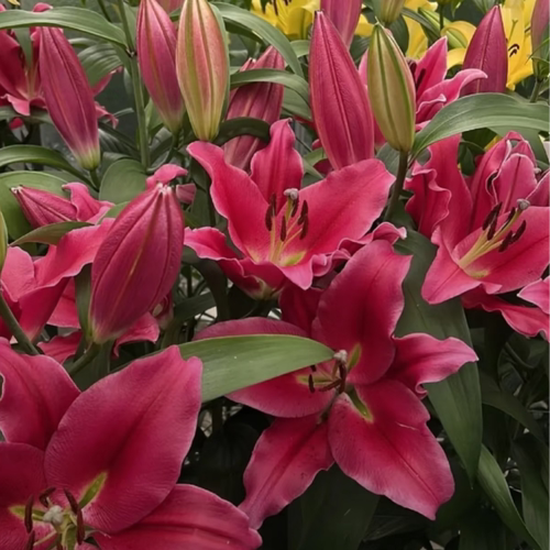 中国红1颗 单瓣香水百合种球家庭室内室外庭院阳台好养好种 - 图2