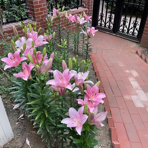 易种好活亚洲百合种球花室外庭院种植耐寒过冬多年生阳台盆栽花卉 - 图1