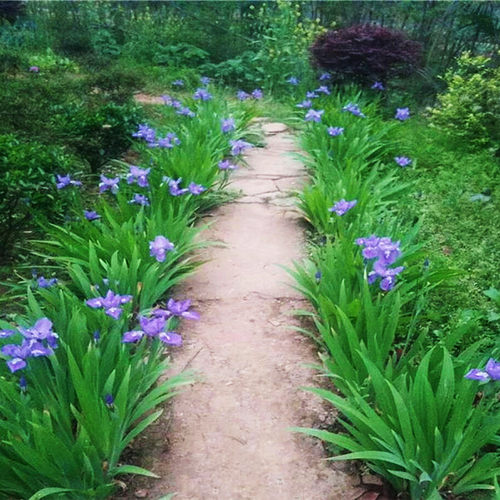 庭院易活矮花蓝花鸢尾苗耐寒多年生宿根花卉喜阴植物室外绿化花苗 - 图1