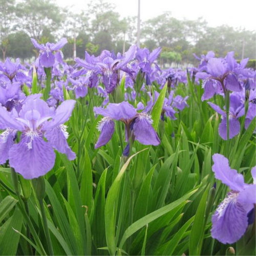 庭院易活矮花蓝花鸢尾苗耐寒多年生宿根花卉喜阴植物室外绿化花苗 - 图3