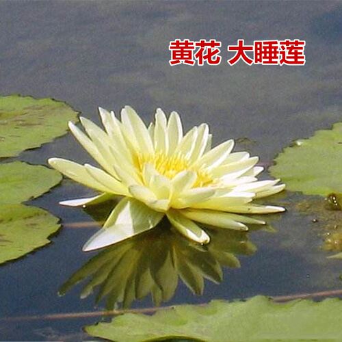 净化水质河沟池塘绿化水生植物睡莲根块庭院盆栽缸栽水培花卉耐热 - 图2