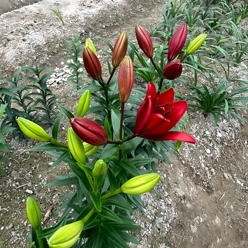 易种好活亚洲百合种球花室外庭院种植耐寒过冬多年生阳台盆栽花卉 - 图0