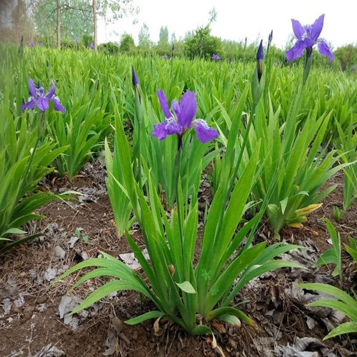 庭院易活矮花蓝花鸢尾苗耐寒多年生宿根花卉喜阴植物室外绿化花苗 - 图2