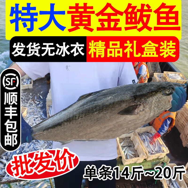 黄金大鲅鱼一整条净重深海黄尾鰤大黄金鲅鱼水饺新鲜送礼礼盒顺丰,淘宝优惠券,粉丝福利购,淘宝优惠卷