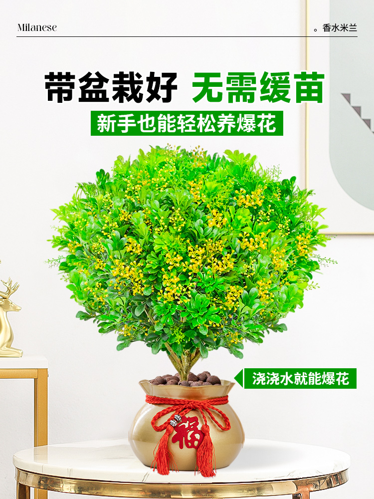 香水米兰花盆栽带花绿植驱蚊植物花卉卧室内四季开老桩茉莉花树苗 - 图2