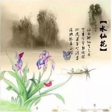 【耐寒水仙+盆+液】水仙花种球水培室内四季花卉盆栽水培植物-图3