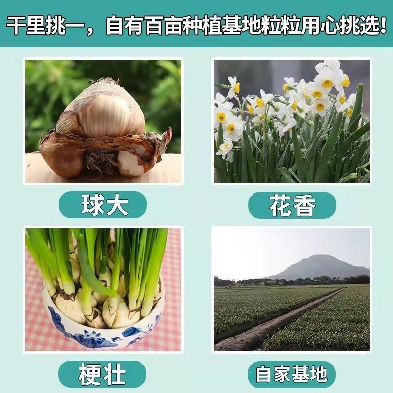 漳州水仙花种球水培耐寒冬季四季花卉年宵花庭院内外阳台室内植物 - 图0