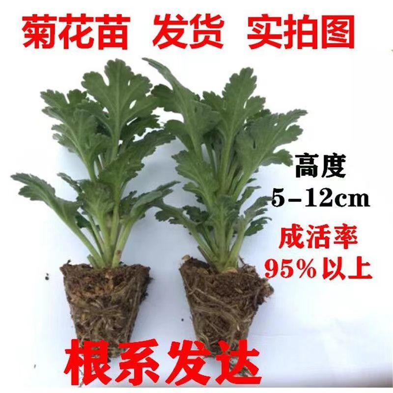 菊花苗四季开花千头菊九月大菊花大苗室内外庭院阳台盆栽地栽花卉-图1