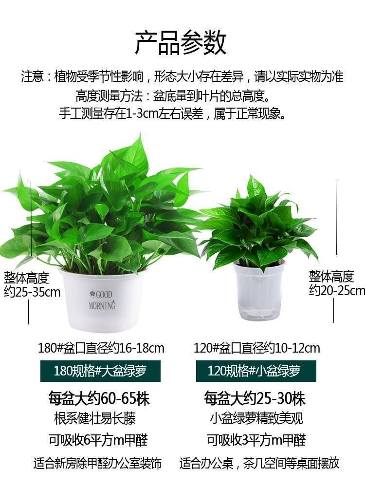 绿萝盆栽除甲醛绿植净化空气花卉水培新房家用绿箩植物室内吸甲醛