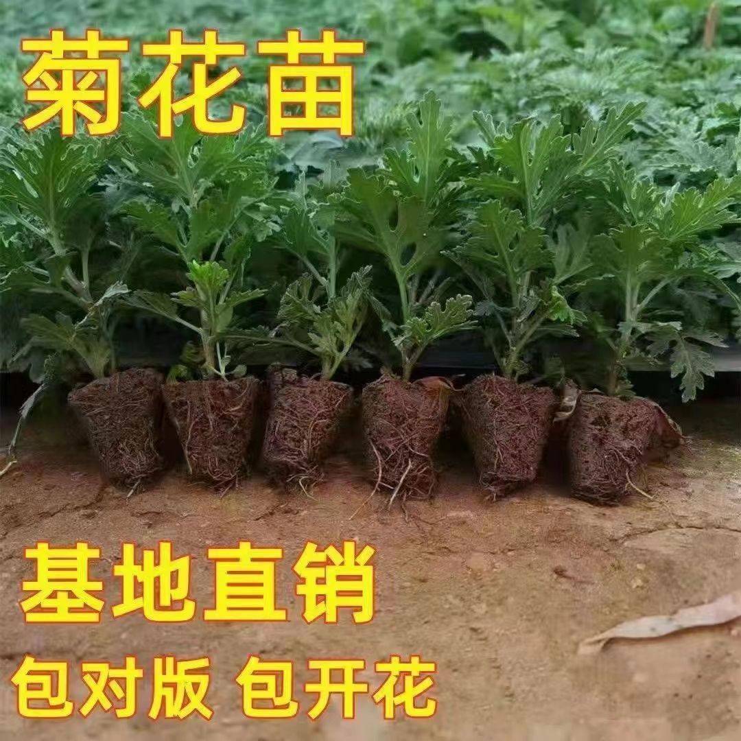 菊花苗四季开花千头菊九月大菊花大苗室内外庭院阳台盆栽地栽花卉-图2