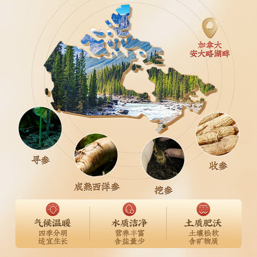 【母亲节礼物】雷允上西洋参片2-3cm特大片加拿大进口罐装西洋参 - 图2