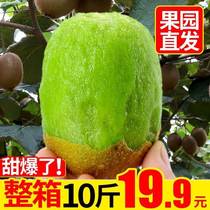 Shaanxi Week to Green Heart Exotic Fruits Fresh 10 catties Big fruits When season whole boxes fruit pregnant women make kiwifruit