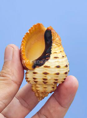 寄居蟹替换壳天然海螺贝壳画鱼缸