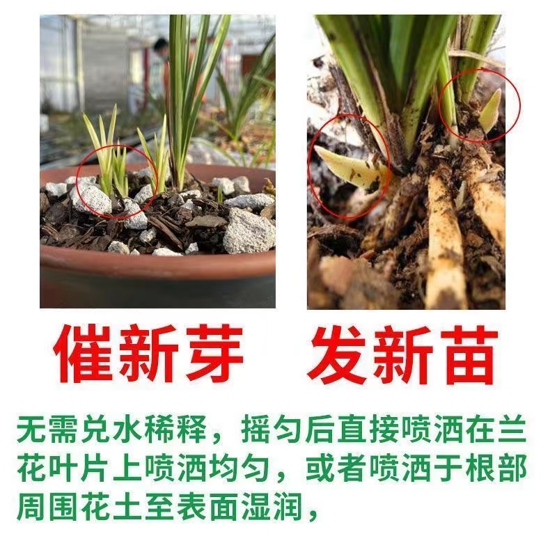 兰花肥料专用肥治黄叶黑斑烂根君子兰枯草芽孢菌杆菌养兰花的肥料-图1