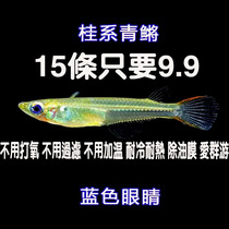 Gui Ensemble Medaka Fish Small Fish Group Swim Cold Water Fish Blue Eyed Bow Back Green Medaka Oil Film Ornamental Fish Freshwater Native Fish