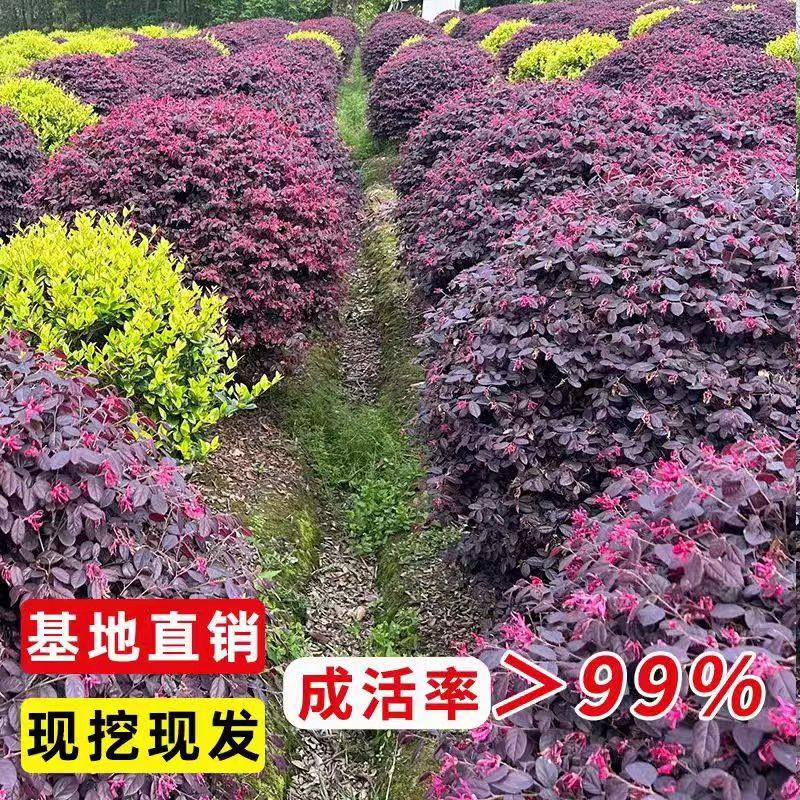 红花继木球树苗绿植造型盆景庭院别墅地栽耐寒植物园林工程绿化,淘宝优惠券,粉丝福利购,淘宝优惠卷