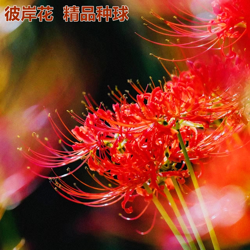 彼岸花种球曼珠沙华花种庭院石蒜花种子花卉植物室内盆栽四季开花 - 图2