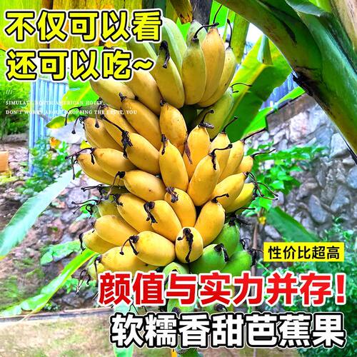 芭蕉树苗地栽盆栽绿植香蕉苗粉蕉庭院芭蕉树耐寒观赏北方室外好养 - 图3