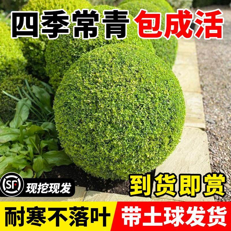 亮晶女贞球树苗植物地栽花园造景造型树苗棒棒糖金叶女贞耐寒苗木,淘宝优惠券,粉丝福利购,淘宝优惠卷