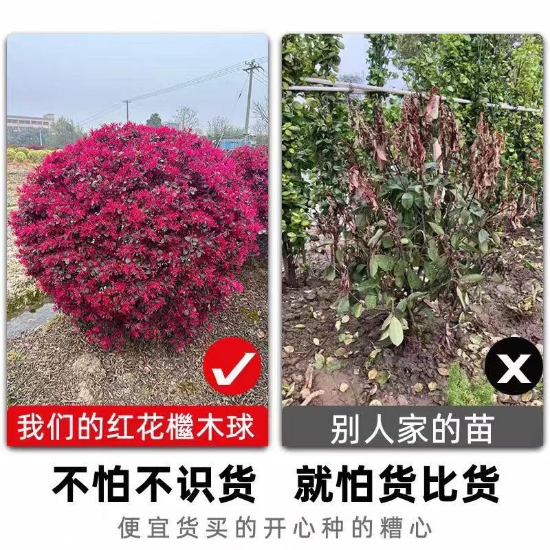 红花继木球树苗绿植造型盆景庭院别墅地栽耐寒植物园林工程绿化,淘宝优惠券,粉丝福利购,淘宝优惠卷
