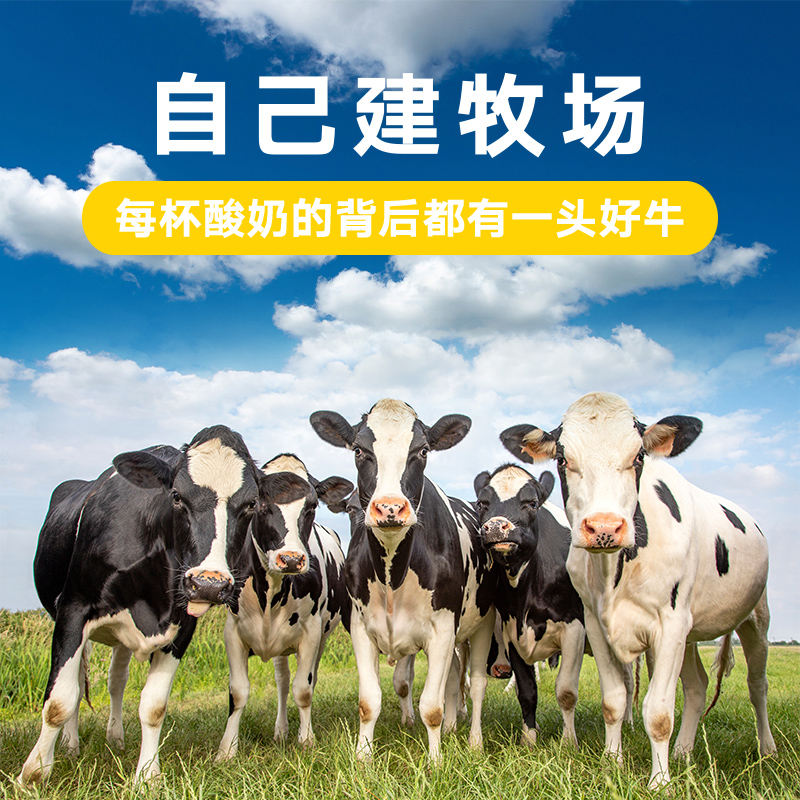 君乐宝莱茜黄桃酸牛奶200g*8盒益生菌风味酸奶儿童学生营养早餐奶