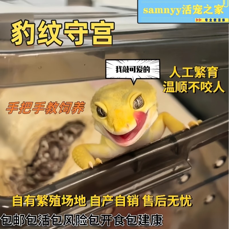 豹纹守宫蜥蜴宠物鬃狮爬宠幼体小火龙活物爬虫易好养网红宠物幼体,淘宝优惠券,粉丝福利购,淘宝优惠卷