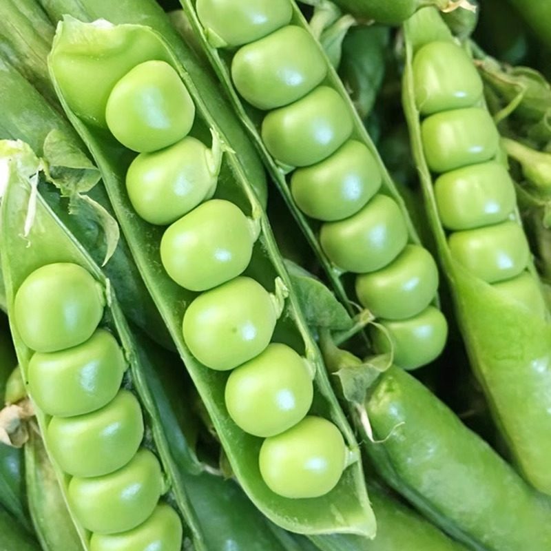 新鲜豌豆荚云南长寿仁现摘现发带壳水果青豆甜豆角荚蔬菜9斤包邮,淘宝优惠券,粉丝福利购,淘宝优惠卷