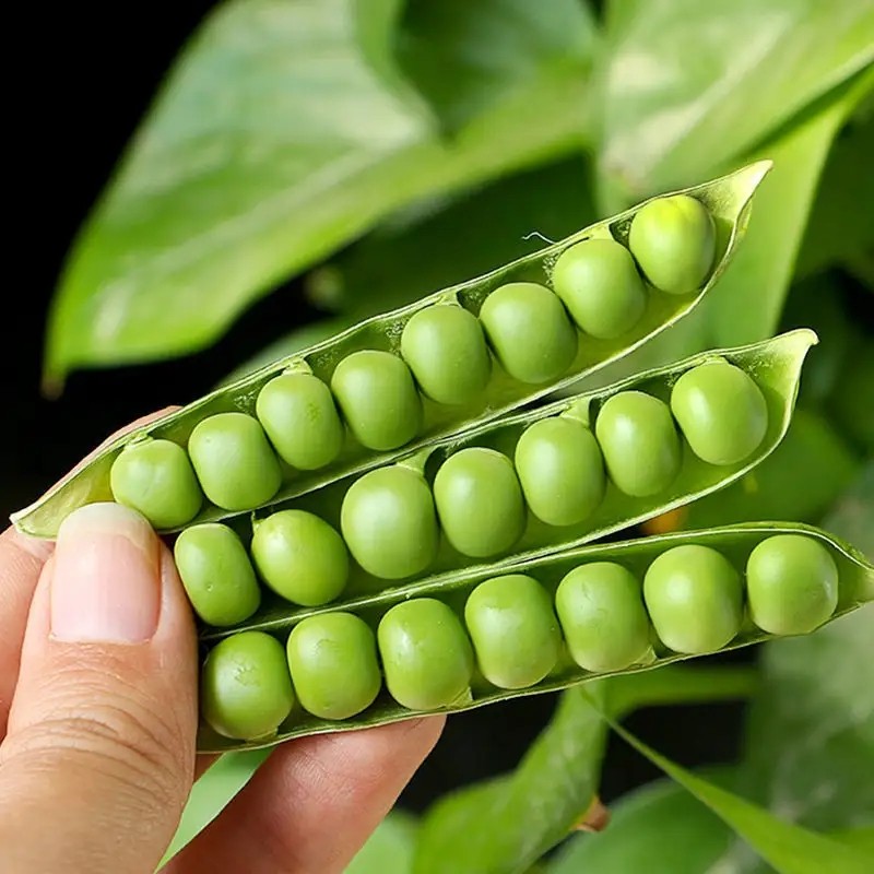 新鲜豌豆荚云南长寿仁现摘现发带壳水果青豆甜豆角荚蔬菜9斤包邮,淘宝优惠券,粉丝福利购,淘宝优惠卷