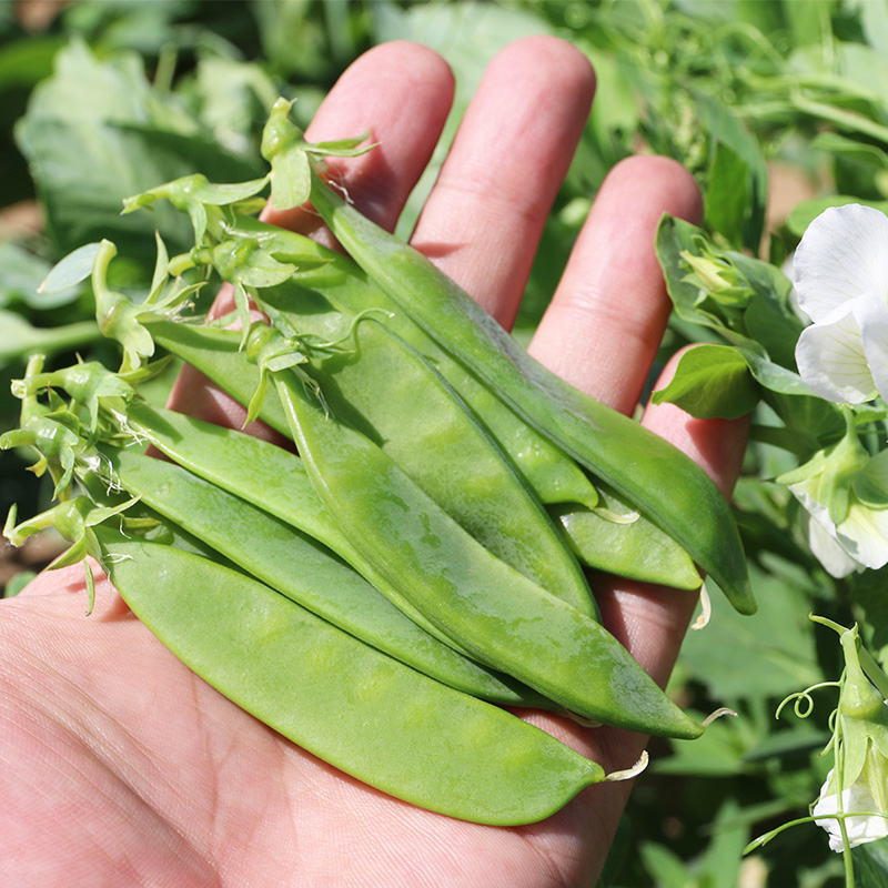 新鲜荷兰豆5斤现摘甜豌豆荚云南农家自种当季时令蔬菜脆豆角包邮-图3