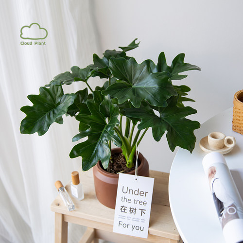 白云植物 | 春羽希望蔓绿绒北欧绿植室内盆栽花卉大桌面盆景ins风 - 图2