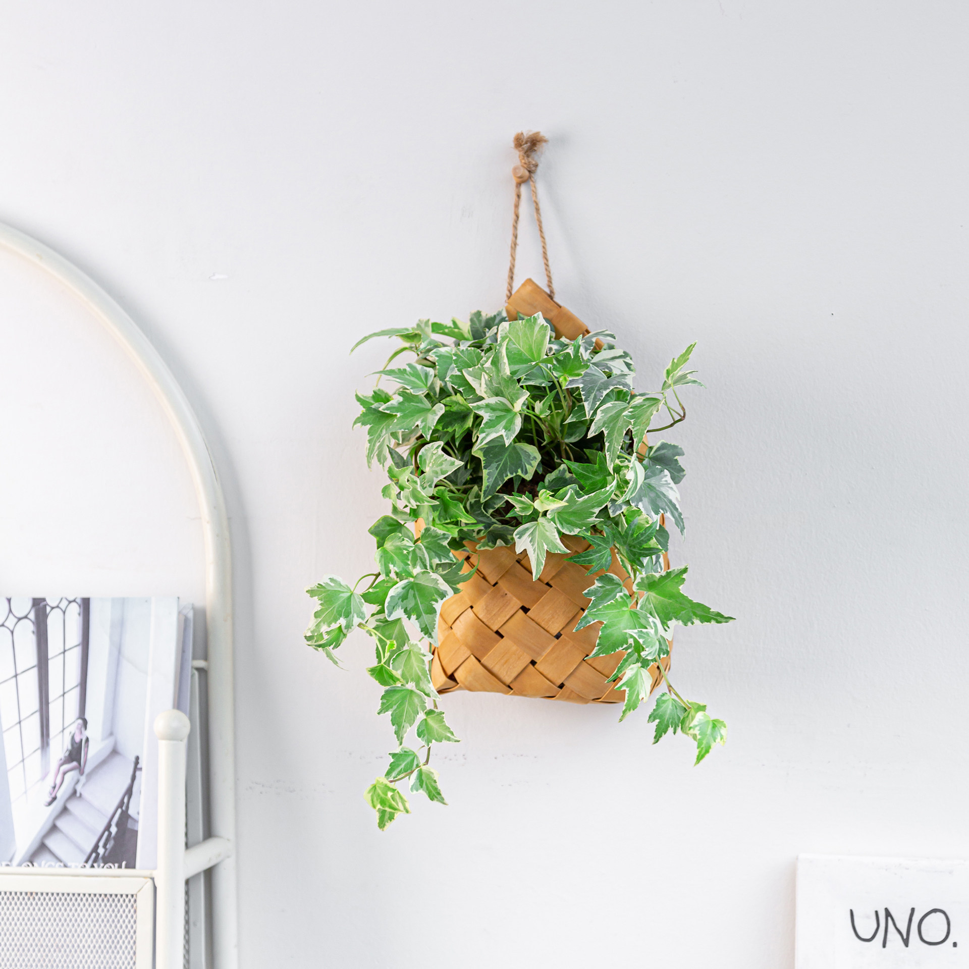 垂吊系列|室内墙壁挂壁绿植盆栽金边翡翠常春藤垂吊植物搭配吊兰,淘宝优惠券,粉丝福利购,淘宝优惠卷