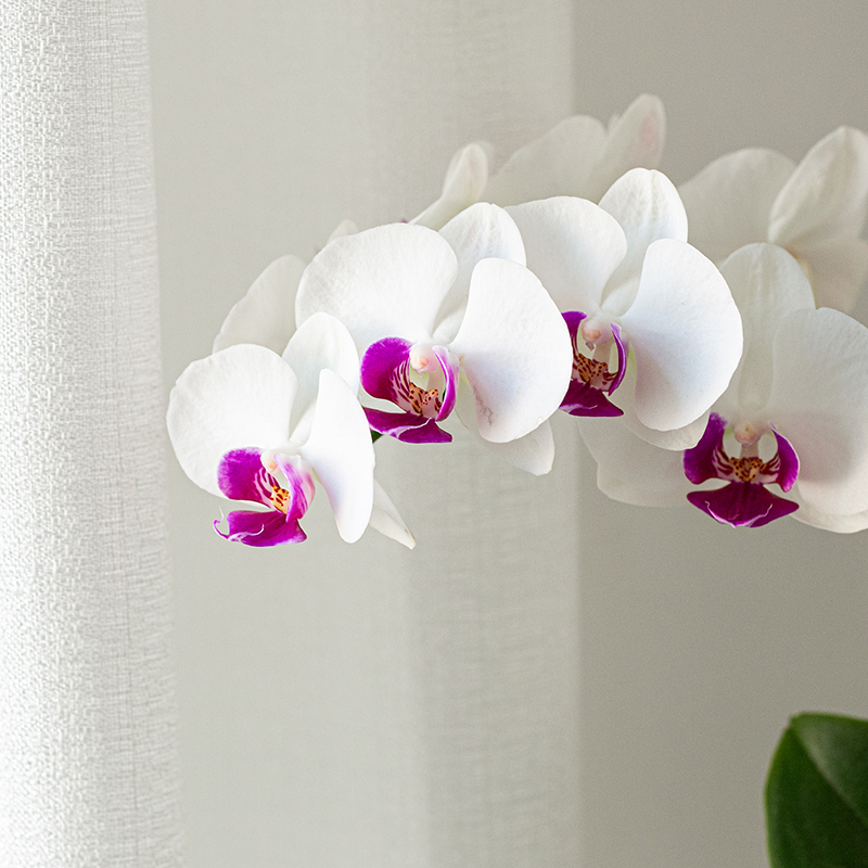 白色蝴蝶兰四季开花室内客厅花卉绿植节日礼物年宵花桌面植物盆栽 - 图0