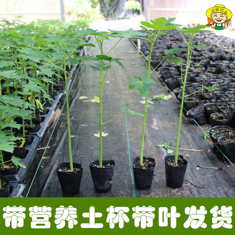 大青红肉木瓜苗南方四季种植水果木瓜苗冰糖木瓜苗红心木瓜树苗-图1