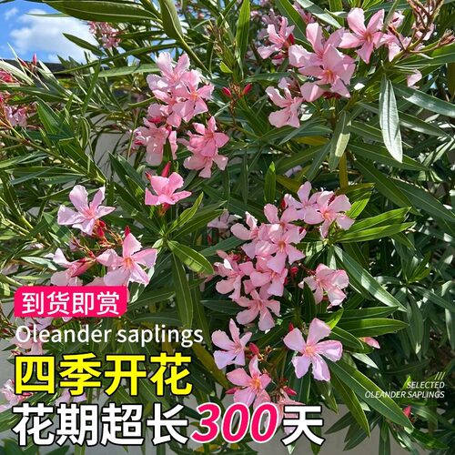 四季常青夹竹桃树苗盆栽绿化苗室外绿植地栽柳叶桃驱蚊草绿篱花卉 - 图0