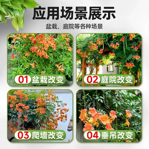 凌霄花爬藤大苗耐寒植物室外老桩树苗盆栽庭院四季花卉阳台炮仗花 - 图3
