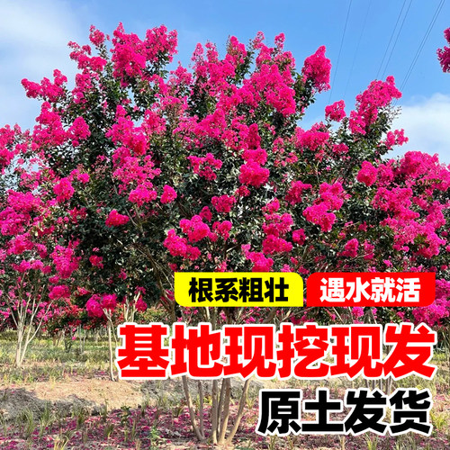 紫薇花树苗庭院风景树苗种植花卉植物室外红紫薇花苗别墅绿化盆栽 - 图0