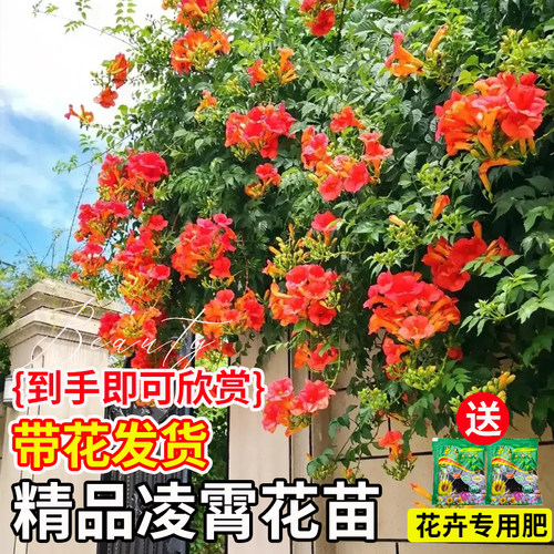 凌霄花爬藤大苗耐寒植物室外老桩树苗盆栽庭院四季花卉阳台炮仗花 - 图0