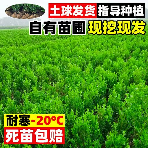 小叶黄杨苗瓜子黄杨苗法国冬青大苗金边黄杨庭院绿篱道路绿化树苗 - 图3
