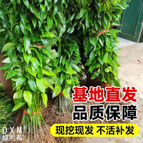 香樟树苗工程行道树绿化四季常青南北方庭院种植小叶龙脑樟驱蚊虫 - 图2