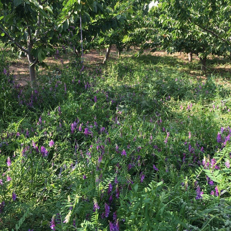 绿肥种籽毛叶苕子种长柔毛野豌豆种子果园光叶紫花苕养蜂蜜源草种 - 图3