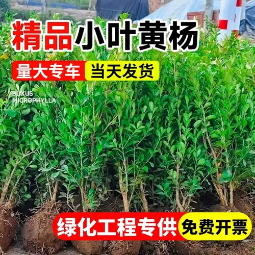 小叶黄杨树苗瓜子金边黄杨球苗庭院篱笆庭院绿篱道路冬青绿化树苗 - 图0