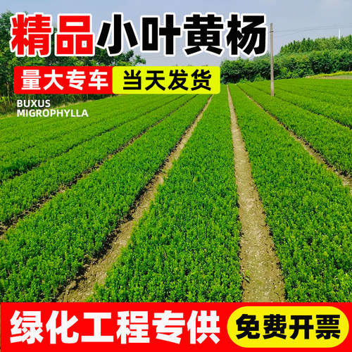 小叶黄杨苗瓜子黄杨苗法国冬青大苗金边黄杨庭院绿篱道路绿化树苗 - 图0