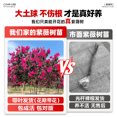 紫薇花树苗庭院风景树苗种植花卉植物室外红紫薇花苗别墅绿化盆栽 - 图1