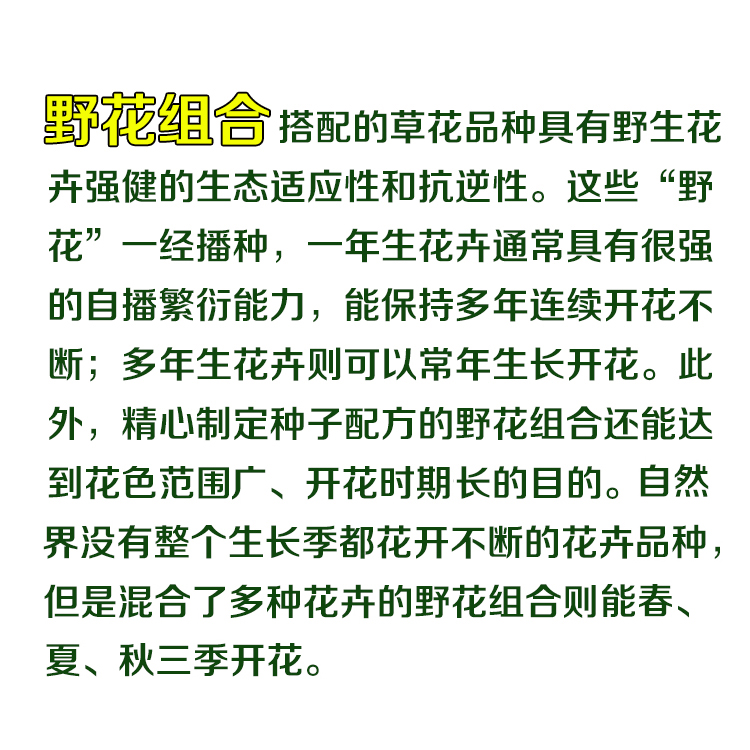 野花组合波斯菊格桑花花种籽子四季播种开花室内外易活太阳花种孑-图3